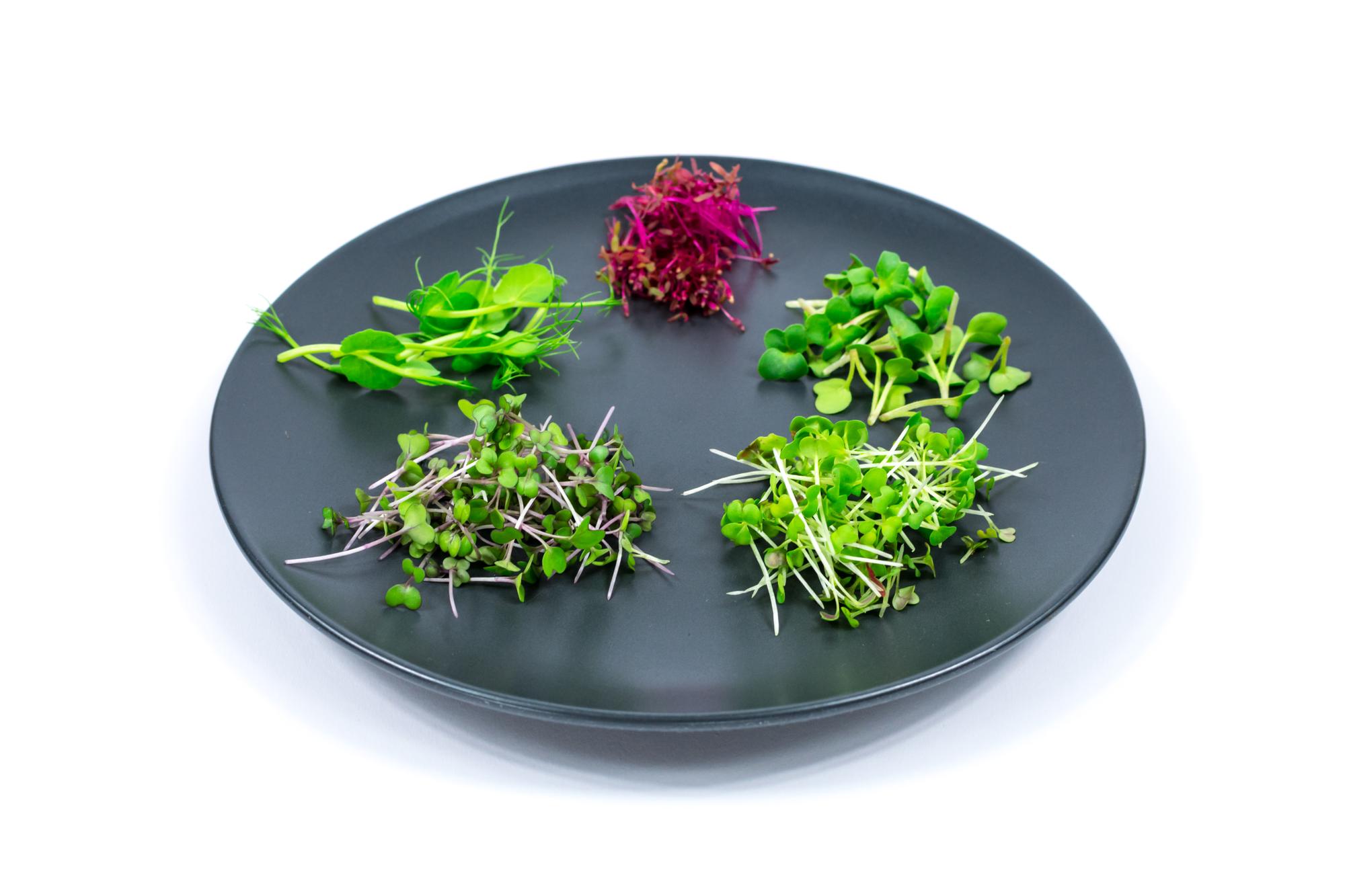 Artful plated appetizer with microgreens